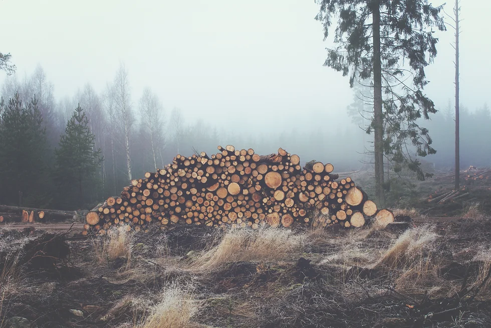Pile of cut logs stacked in a foggy forest clearing, muted greens and browns, calm quiet mood.